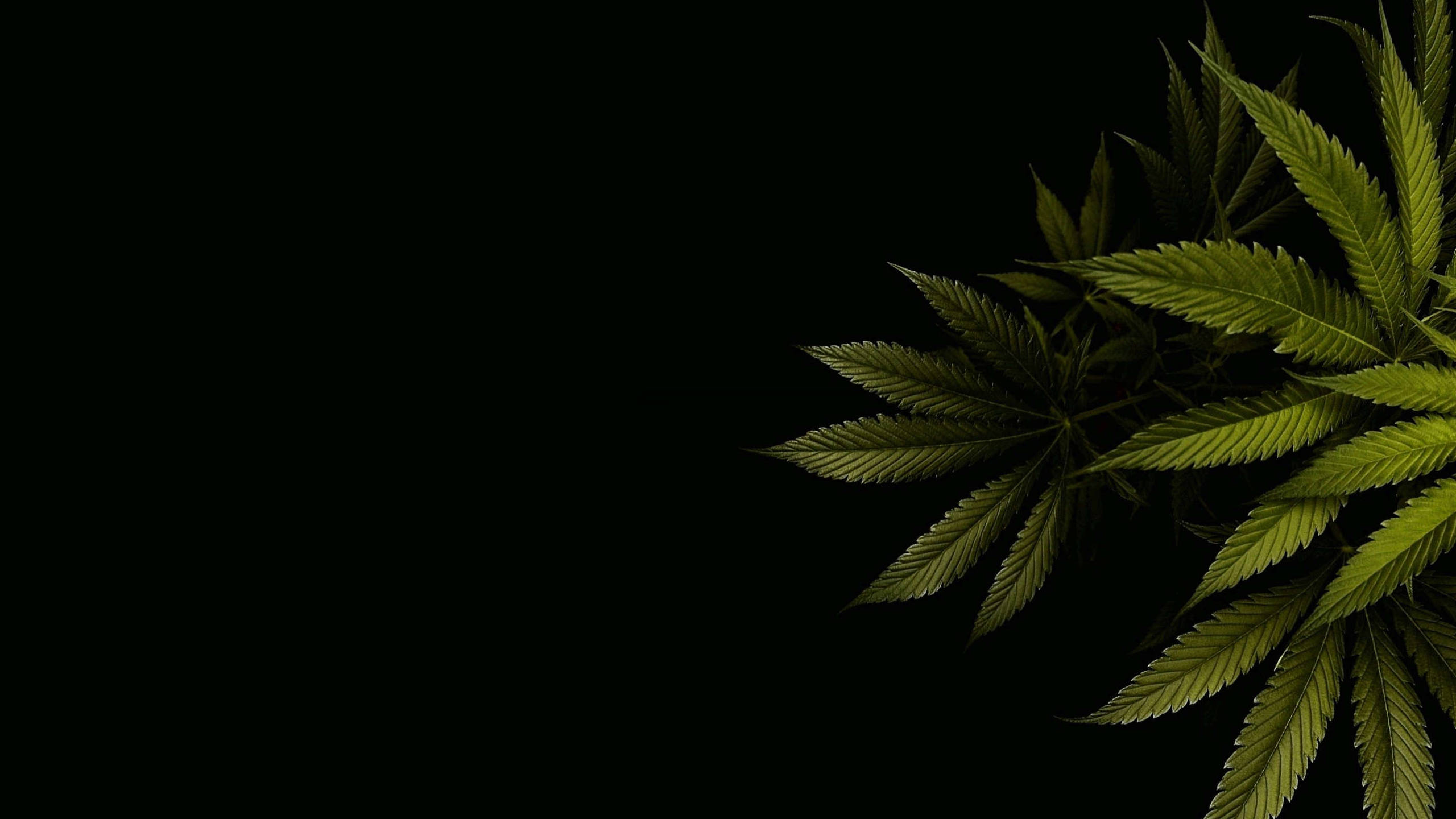 Swiss CBD Background